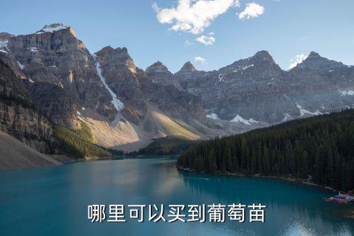 巴中通江哪里有葡萄樹(shù)苗,國(guó)內(nèi)哪里有紅寶石葡萄苗