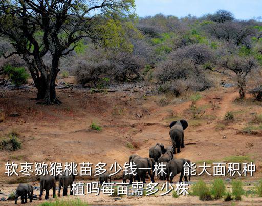 宿遷軟棗獼猴桃畝產多少廠家直銷,軟棗獼猴桃苗多少錢一株