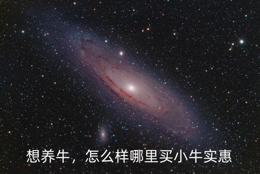 四川小牛哪里最便宜,哪里買小牛實惠
