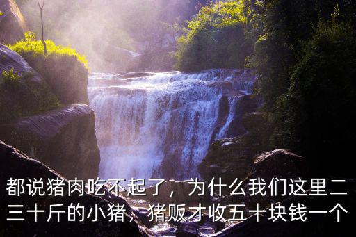 現在南通小豬多少錢一個,豬販才收五十塊錢一個