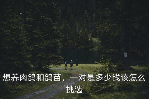 江蘇鴿子多少錢一對,觀賞鴿子通常多少錢一對