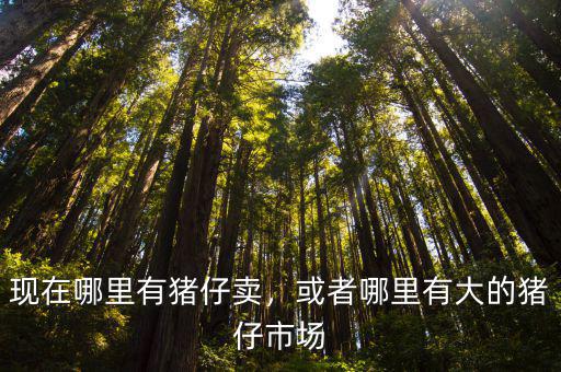 現在哪里有豬仔賣，或者哪里有大的豬仔市場