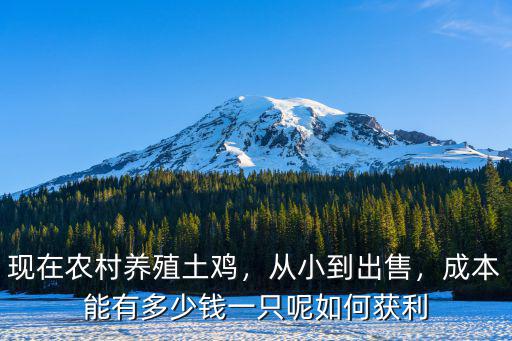 鹽城草雞多少錢一只,你愿意花多少錢買回去