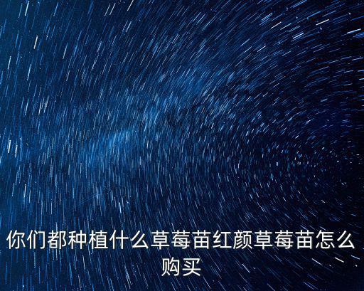 四川哪里買(mǎi)草莓苗,在哪里可以買(mǎi)到草莓苗