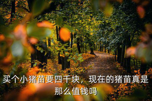 買個小豬苗要四千塊，現在的豬苗真是那么值錢嗎