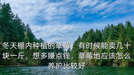 冬天棚內種植的草莓，有時候能賣幾十塊一斤，想多賺點錢，草莓地應該怎么養護比較好