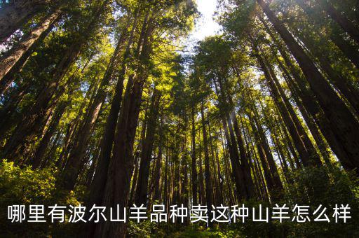哪里有波爾山羊品種賣這種山羊怎么樣