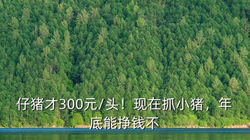 仔豬才300元/頭！現在抓小豬，年底能掙錢不