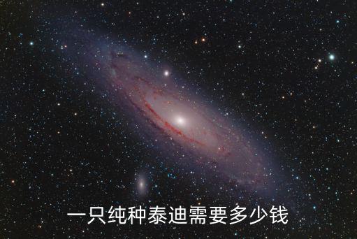南京養泰迪多少錢一只,一只純種泰迪需要多少錢