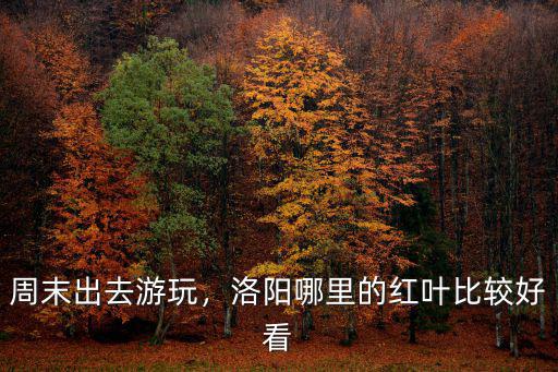 周末出去游玩，洛陽哪里的紅葉比較好看