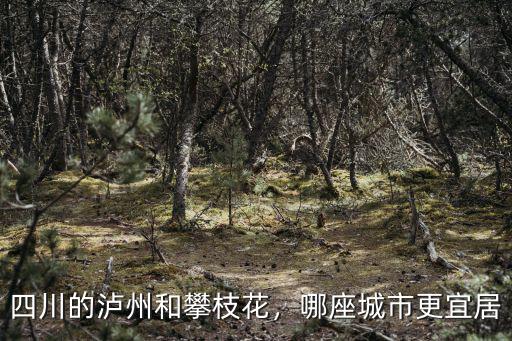 四川瀘州工兵團在哪里,瀘州在四川處于什么地位