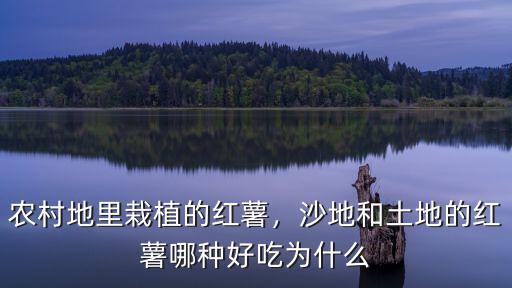 河南的沙地蜜薯怎么種植,沙地和土地的紅薯哪種好吃