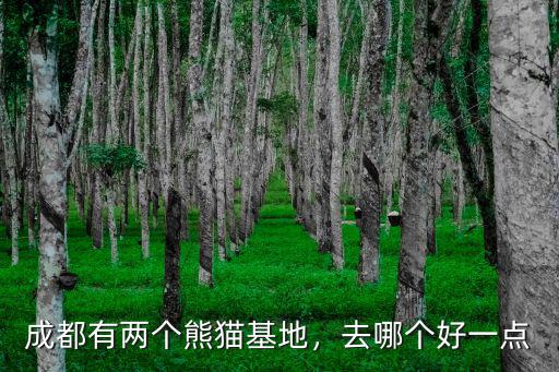 成都附近哪里可以看熊貓,成都有兩個熊貓基地