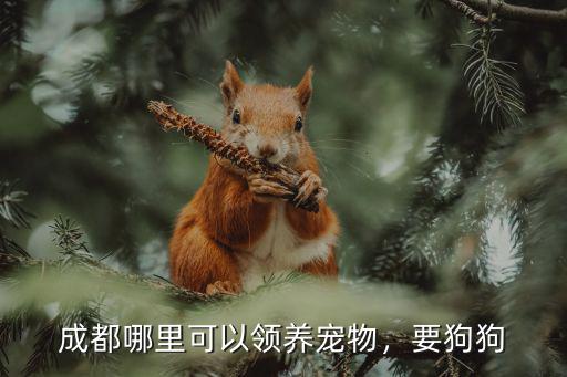 成都寵物領(lǐng)養(yǎng)基地在哪里,成都哪里可以領(lǐng)養(yǎng)寵物