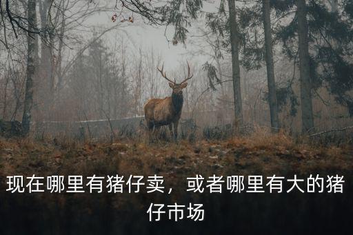 新鄉(xiāng)哪里有賣豬仔,現(xiàn)在哪里有豬仔賣
