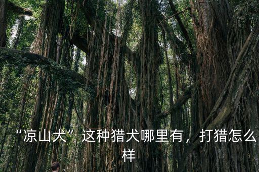 “涼山犬”這種獵犬哪里有，打獵怎么樣