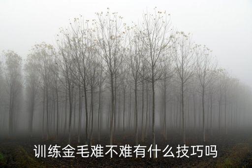 濮陽哪里有金毛犬訓練,金毛犬幾個月可以訓練
