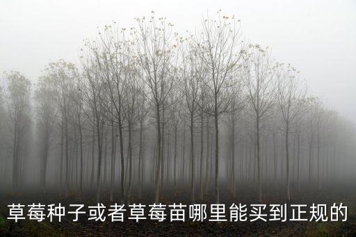 草莓種子或者草莓苗哪里能買到正規的