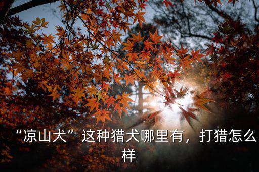 哪里有正宗的涼山狗,涼山犬這種獵犬哪里有
