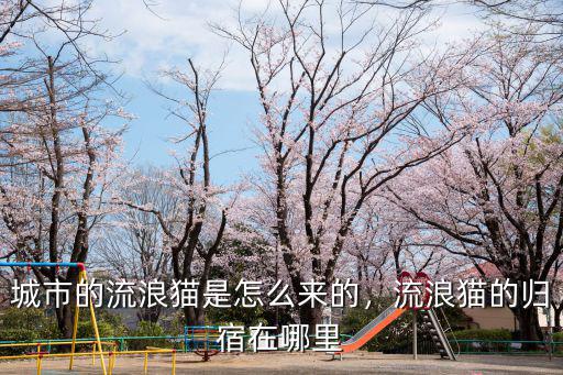城市的流浪貓是怎么來的，流浪貓的歸宿在哪里