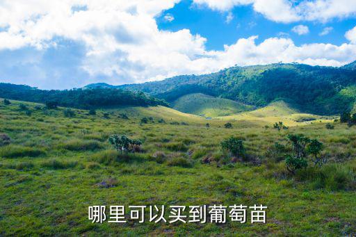 哪里可以買到葡萄苗