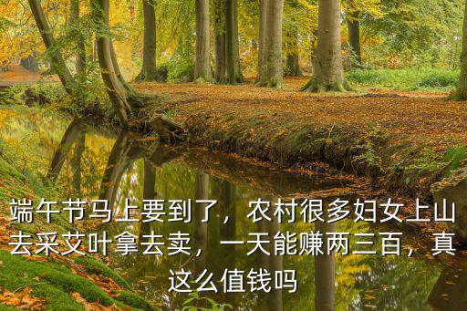 端午節哪里去采艾草成都,端午節快到了