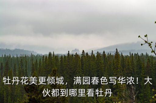 四川彭州牡丹花哪里賣,牡丹花美更傾城