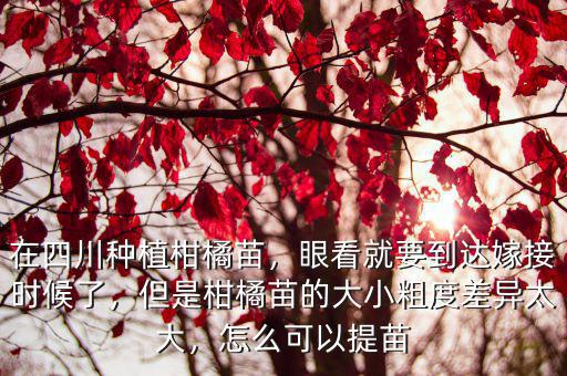 在四川種植柑橘苗，眼看就要到達嫁接時候了，但是柑橘苗的大小粗度差異太大，怎么可以提苗
