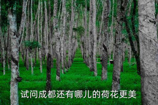 試問成都還有哪兒的荷花更美