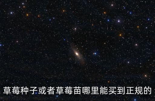 草莓種子或者草莓苗哪里能買到正規的