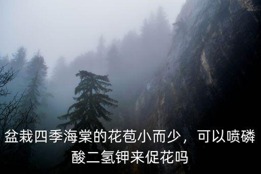 四川盆栽四季海棠哪里有,盆栽四季海棠的花苞小而少