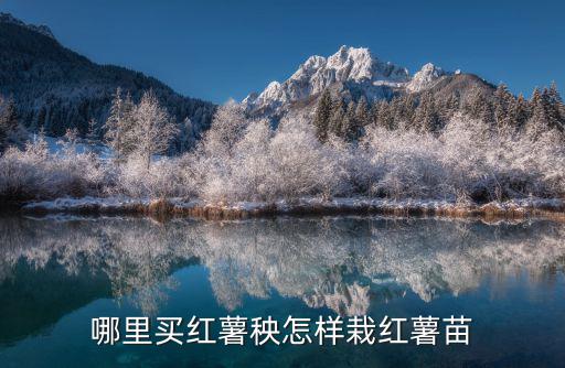 河南白心紅薯苗在哪里購,哪里買紅薯秧