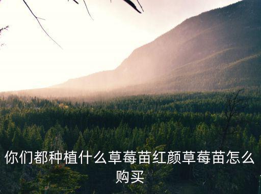 你們都種植什么草莓苗紅顏草莓苗怎么購買