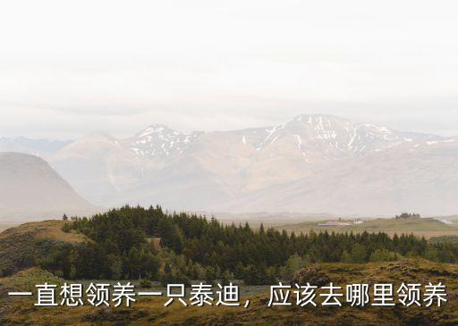 綿陽哪里可以領養泰迪,應該去哪里領養