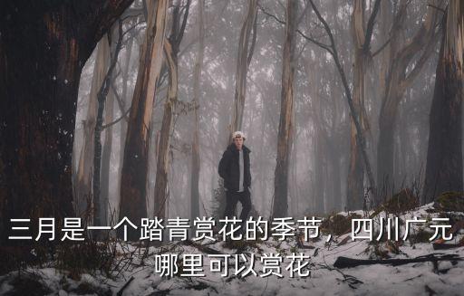 廣元櫻花節(jié)在哪里,四川廣元哪里可以賞花