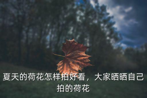 夏天的荷花怎樣拍好看，大家曬曬自己拍的荷花