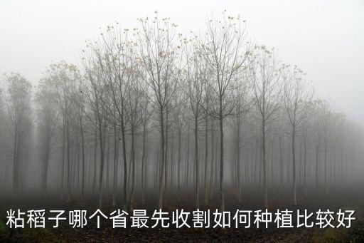 瀘州哪里水稻最先收割,水稻起源于哪里