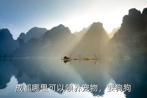 成都哪里能撿流浪狗,成都的流浪狗可以在哪里領養