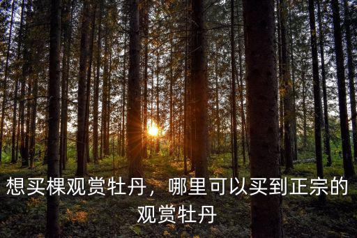 洛陽買牡丹盆景到哪里,想買棵觀賞牡丹