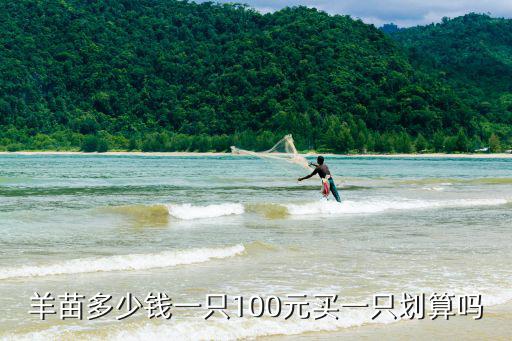 周口紅頭羊多少錢一只,羊苗多少錢一只