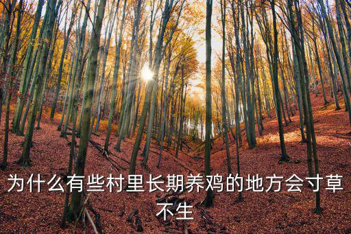 為什么有些村里長(zhǎng)期養(yǎng)雞的地方會(huì)寸草不生