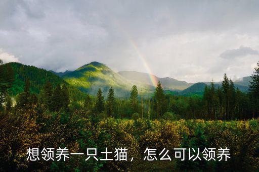 想領(lǐng)養(yǎng)一只土貓，怎么可以領(lǐng)養(yǎng)