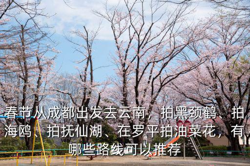 成都油菜花在哪里拍照,哪里的油菜花好看