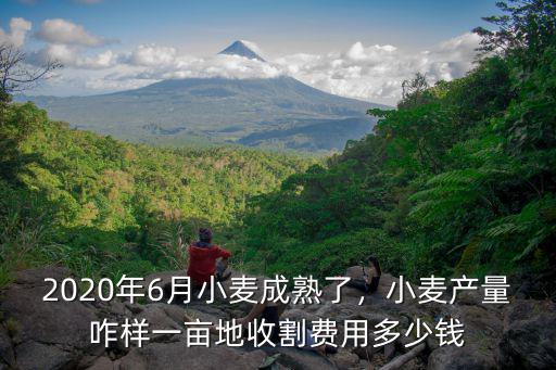 2020年6月小麥成熟了，小麥產量咋樣一畝地收割費用多少錢
