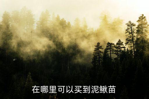在哪里可以買到泥鰍苗