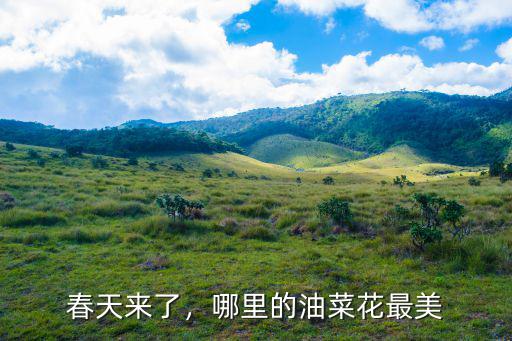 春天來了，哪里的油菜花最美