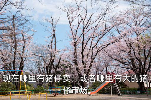 巴中哪里賣豬仔,現(xiàn)在賣豬仔劃算還是養(yǎng)大豬