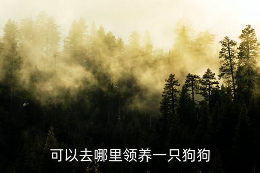 綿陽在哪里可以領養狗,可以去哪里領養一只狗狗