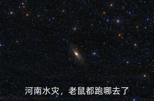 河南水災，老鼠都跑哪去了