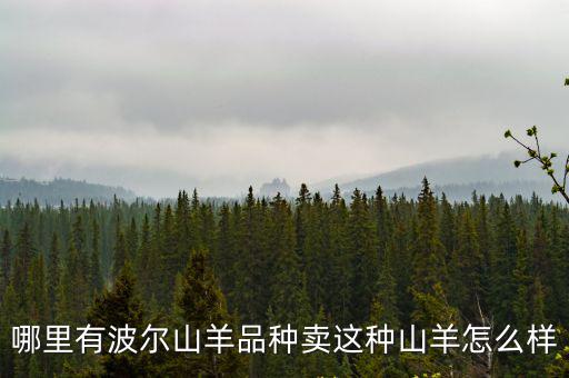 哪里有波爾山羊品種賣這種山羊怎么樣